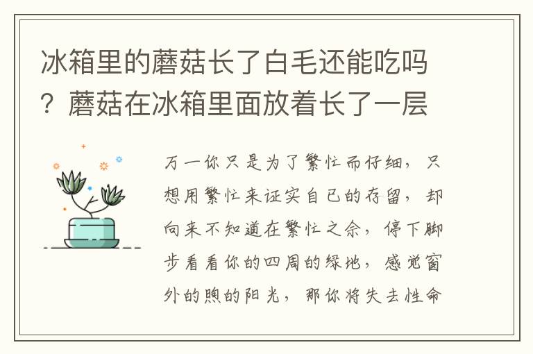 冰箱里的蘑菇长了白毛还能吃吗？蘑菇在冰箱里面放着长了一层白毛还能吃吗