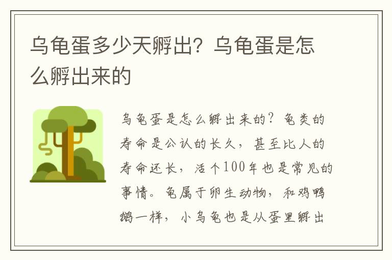 乌龟蛋多少天孵出？乌龟蛋是怎么孵出来的