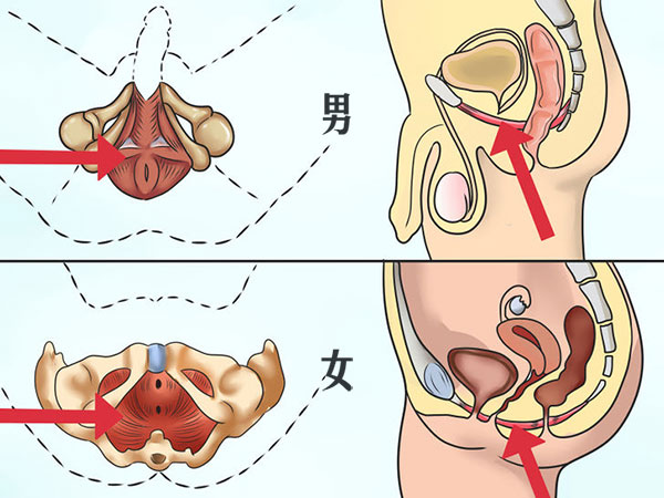 什么是PC肌在哪个位置（三步搞懂PC肌如何锻炼）