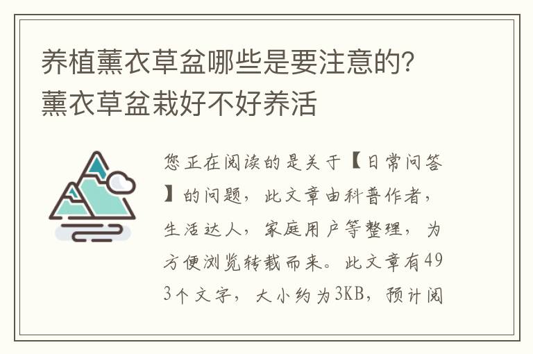 养植薰衣草盆哪些是要注意的？薰衣草盆栽好不好养活