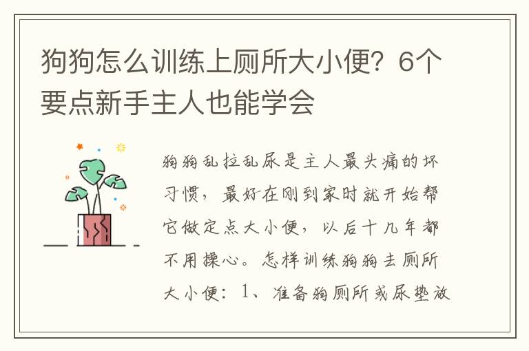 狗狗怎么训练上厕所大小便？6个要点新手主人也能学会