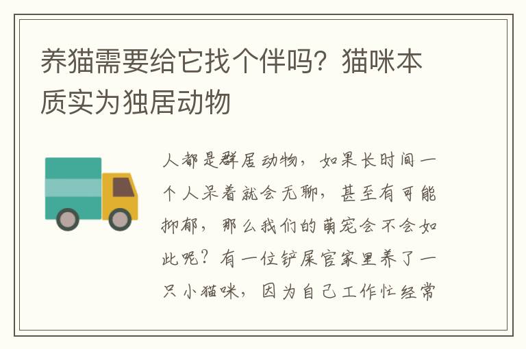 养猫需要给它找个伴吗？猫咪本质实为独居动物