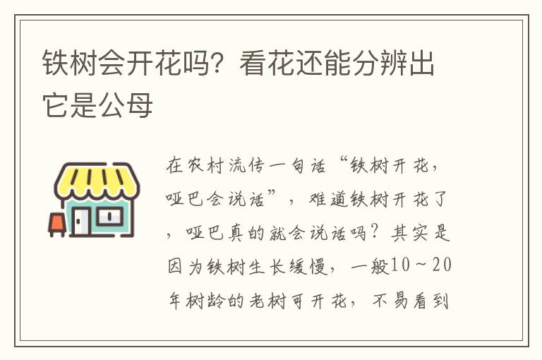 铁树会开花吗？看花还能分辨出它是公母