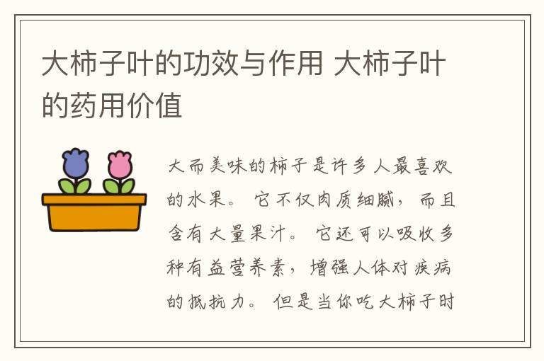 大柿子叶的功效与作用 大柿子叶的药用价值