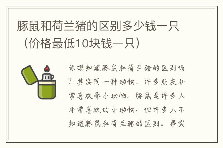 豚鼠和荷兰猪的区别多少钱一只（价格最低10块钱一只）