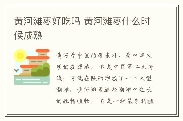 黄河滩枣好吃吗 黄河滩枣什么时候成熟