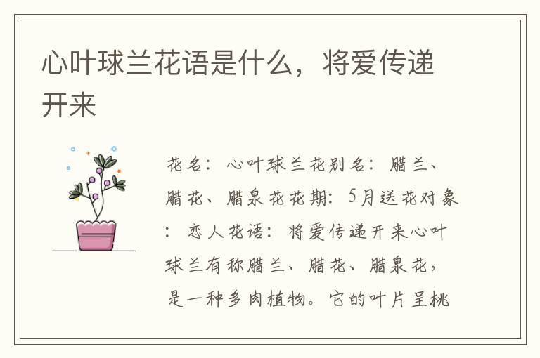 心叶球兰花语是什么，将爱传递开来