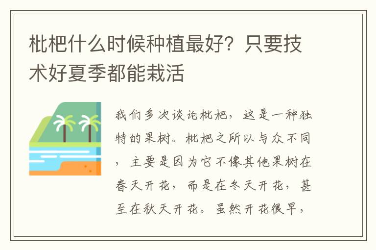 枇杷什么时候种植最好？只要技术好夏季都能栽活