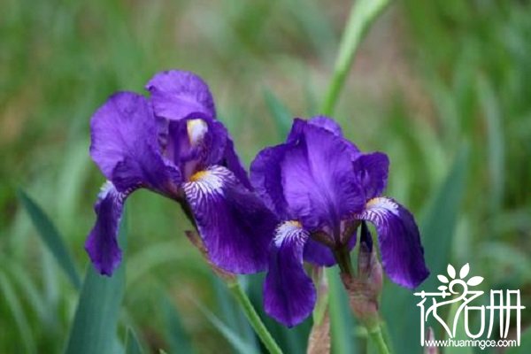 德国鸢尾花的花语，不同花色不同含义