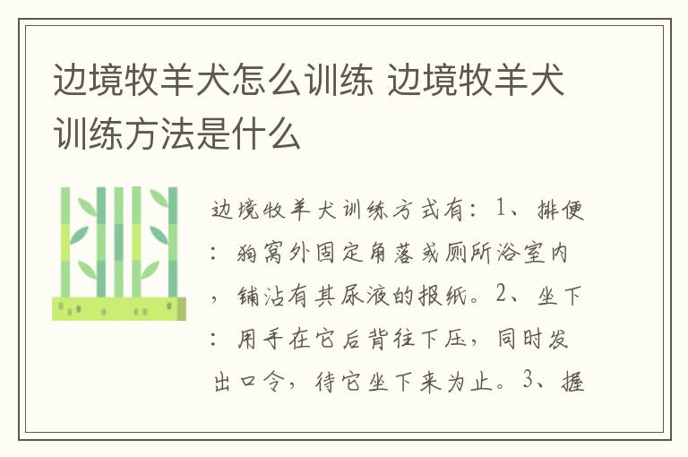 边境牧羊犬怎么训练 边境牧羊犬训练方法是什么