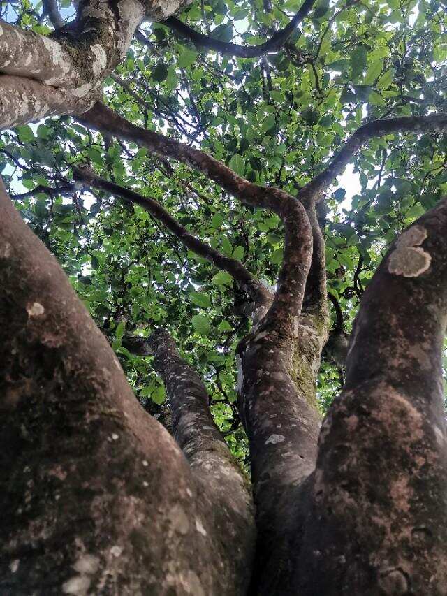 古树茶树龄越大越好喝吗？