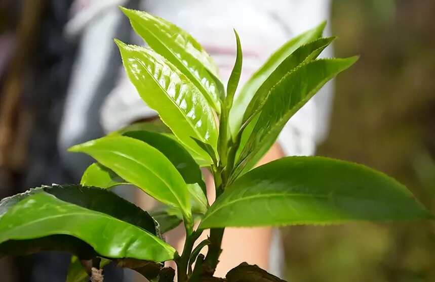 普洱茶的鉴别——生茶篇（普洱茶生茶的汤色鉴别）