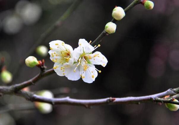 粉色梅花花语是什么，坚强高雅独立和忠贞