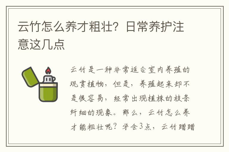 云竹怎么养才粗壮？日常养护注意这几点