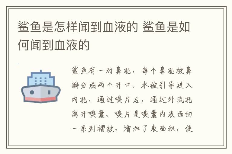 鲨鱼是怎样闻到血液的 鲨鱼是如何闻到血液的