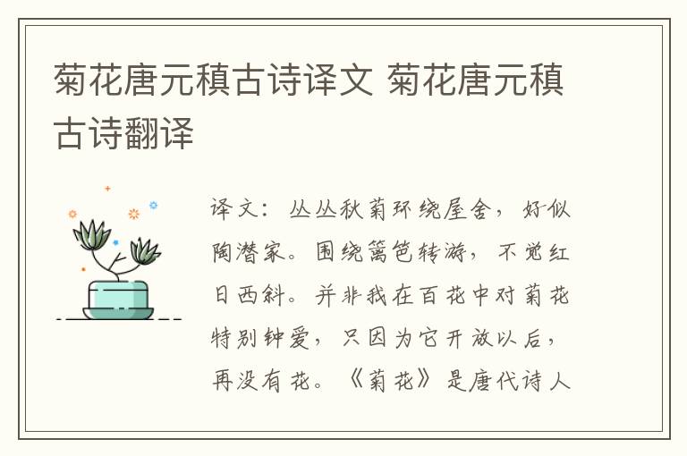 菊花唐元稹古诗译文 菊花唐元稹古诗翻译