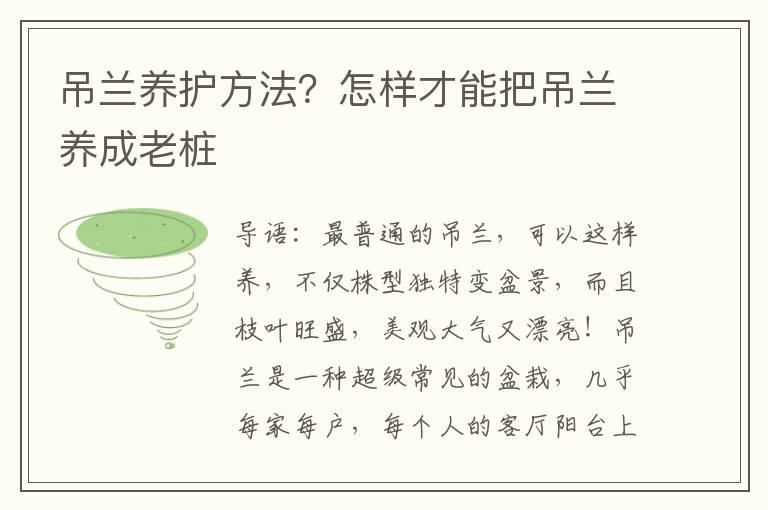 吊兰养护方法？怎样才能把吊兰养成老桩