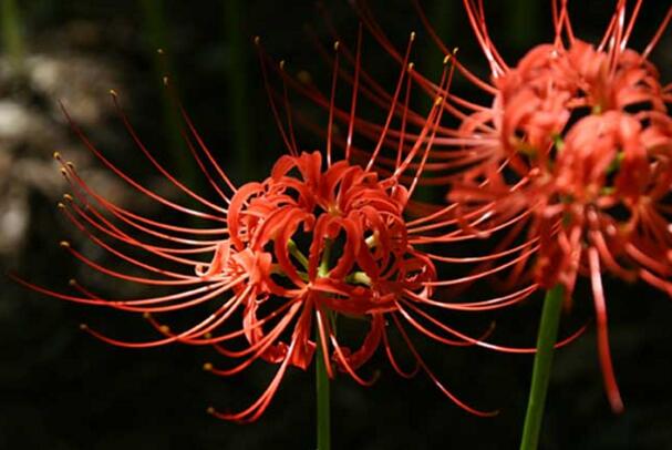 红色彼岸花的花语，来自地狱的召唤(死亡之花)