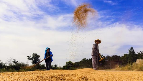 2023千年大旱爆发粮食危机吗_粮食