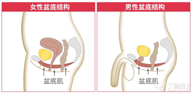 什么是PC肌在哪个位置（三步搞懂PC肌如何锻炼）