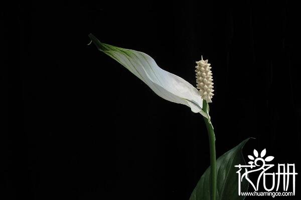 白掌(一帆风顺)的花语是什么 一切顺利