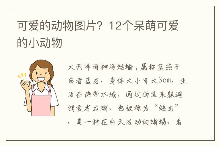 可爱的动物图片？12个呆萌可爱的小动物