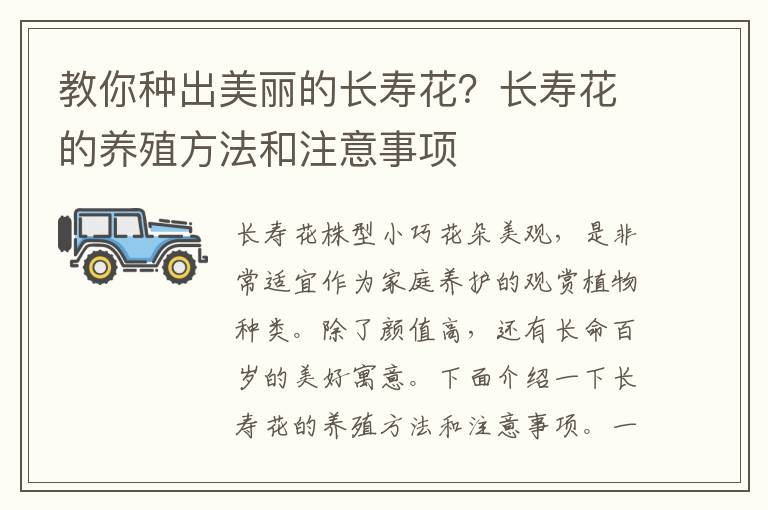 教你种出美丽的长寿花？长寿花的养殖方法和注意事项