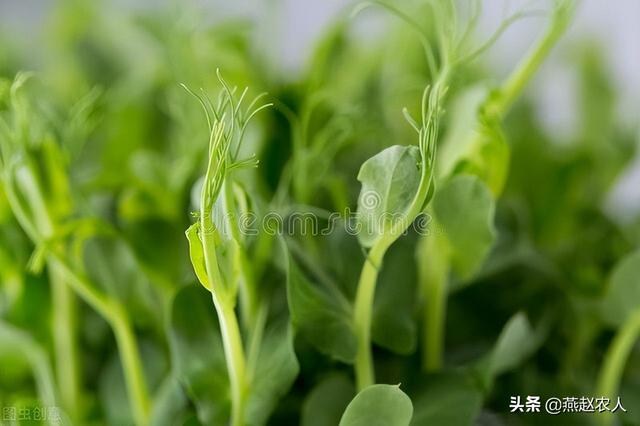 在家怎样种植芽苗菜？最简单的芽苗菜种植方法