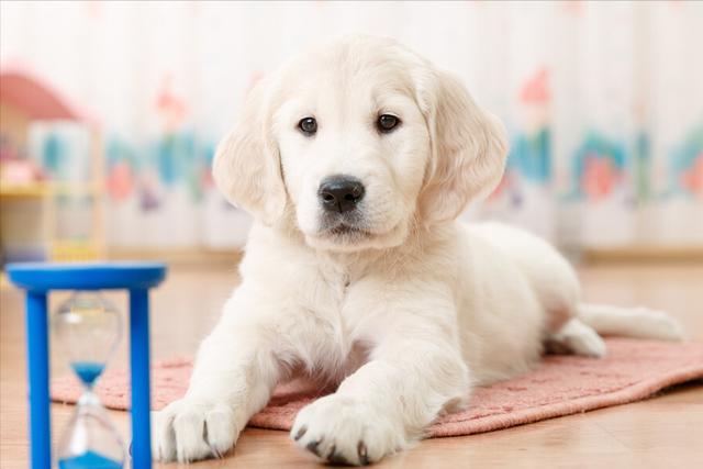 拉布拉多犬的价格？饲养拉布拉多的注意事项