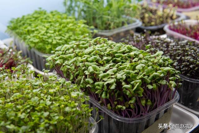 在家怎样种植芽苗菜？最简单的芽苗菜种植方法