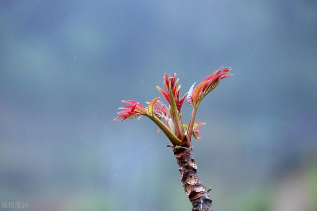 农村种植什么赚钱？种植7种经济作物