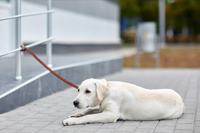 拉布拉多犬的价格？饲养拉布拉多的注意事项