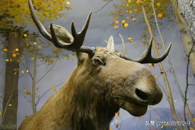 世界珍稀动物排行榜？世界五大珍稀动物