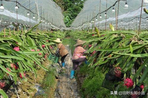 火龙果种子的种植方法？火龙果怎样种植