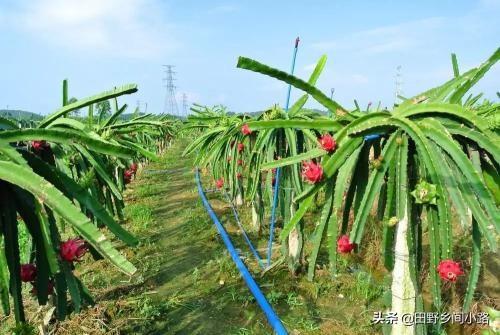 火龙果种子的种植方法？火龙果怎样种植