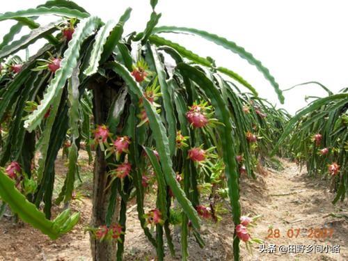 火龙果种子的种植方法？火龙果怎样种植