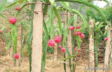 火龙果种子的种植方法？火龙果怎样种植