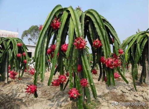 火龙果种子的种植方法？火龙果怎样种植