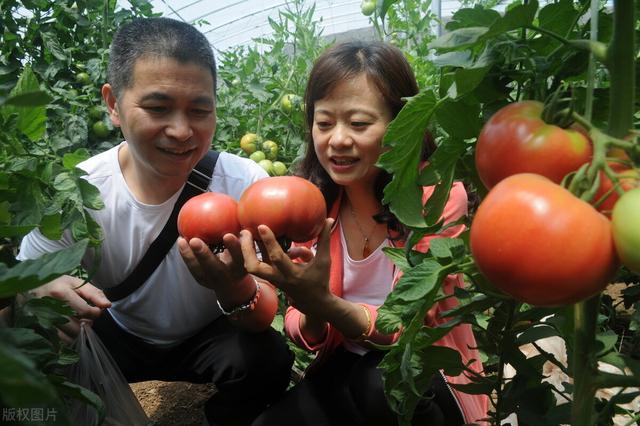 番茄种植技术和管理技术？掌握4个技术要点