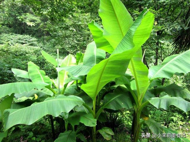 端午节包粽子的叶子叫什么？带你认识农村15种常见的“粽子叶”