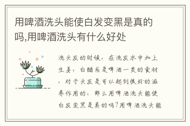 用啤酒洗头能使白发变黑是真的吗,用啤酒洗头有什么好处